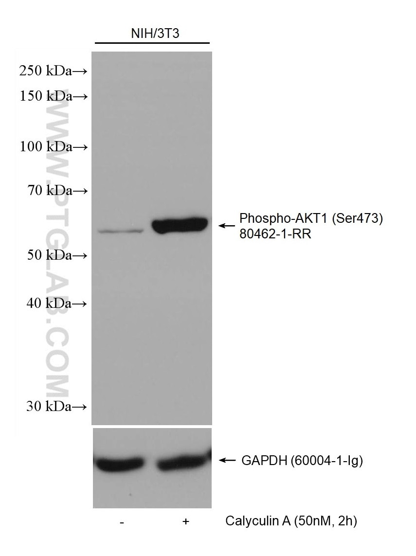 Western Blot (WB) analysis of various lysates using Phospho-AKT1 (Ser473) Recombinant antibody (80462-1-RR)