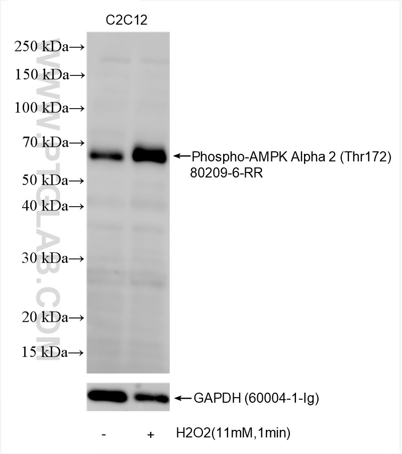 Western Blot (WB) analysis of various lysates using Phospho-AMPK Alpha (Thr172) Recombinant monoclonal (80209-6-RR)