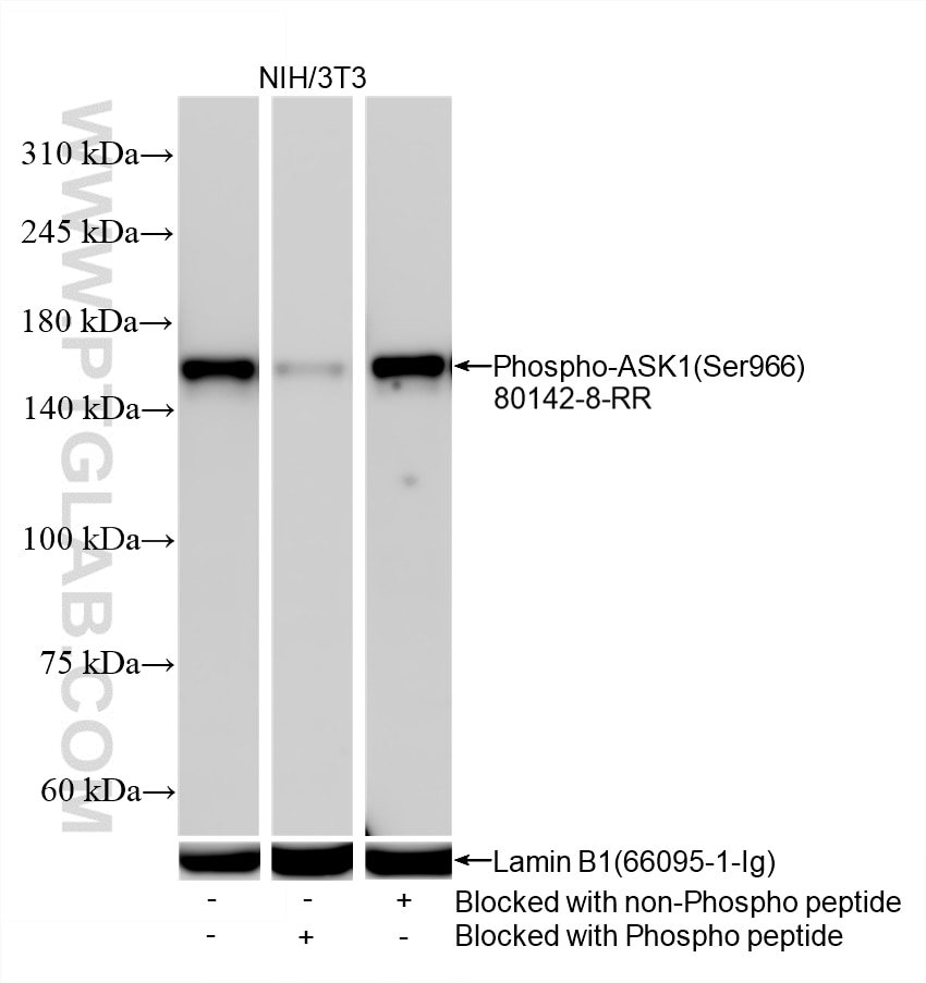 NIH/3T3 cell lysates were subjected to SDS PAGE followed by western blot with 80142-8-RR (Phospho-ASK1 (Ser966) antibody) blocked with BSA only, Phospho-ASK1 (Ser966) peptide or non-Phospho peptide at dilution of 1:5000 incubated at room temperature for 1.5 hours. The membrane was stripped and re-blotted with Lamin B1 (66095-1-Ig) antibody as a loading control. This data was developed using the same antibody clone with 80142-8-PBS in a different storage buffer formulation. Western Blot (WB) analysis of various lysates using Phospho-ASK1 (Ser966) Recombinant monoclonal antib (80142-8-RR)
