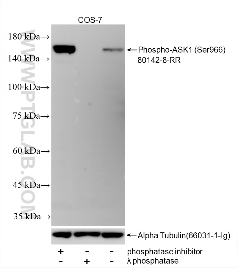 Non-treated COS-7, phosphatase inhibitor treated and λ phosphatase treated COS-7 cells were subjected to SDS PAGE followed by western blot with 80142-8-RR (Phospho-ASK1 (Ser966) antibody) at dilution of 1:5000 incubated at room temperature for 1.5 hours. The membrane was stripped and re-blotted with Alpha Tubulin (66031-1-Ig) antibody as a loading control. This data was developed using the same antibody clone with 80142-8-PBS in a different storage buffer formulation. Western Blot (WB) analysis of COS-7 cells using Phospho-ASK1 (Ser966) Recombinant monoclonal antib (80142-8-RR)