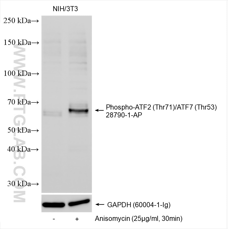 Western Blot (WB) analysis of various lysates using Phospho-ATF2 (Thr71)/ATF7 (Thr53) Polyclonal antib (28790-1-AP)