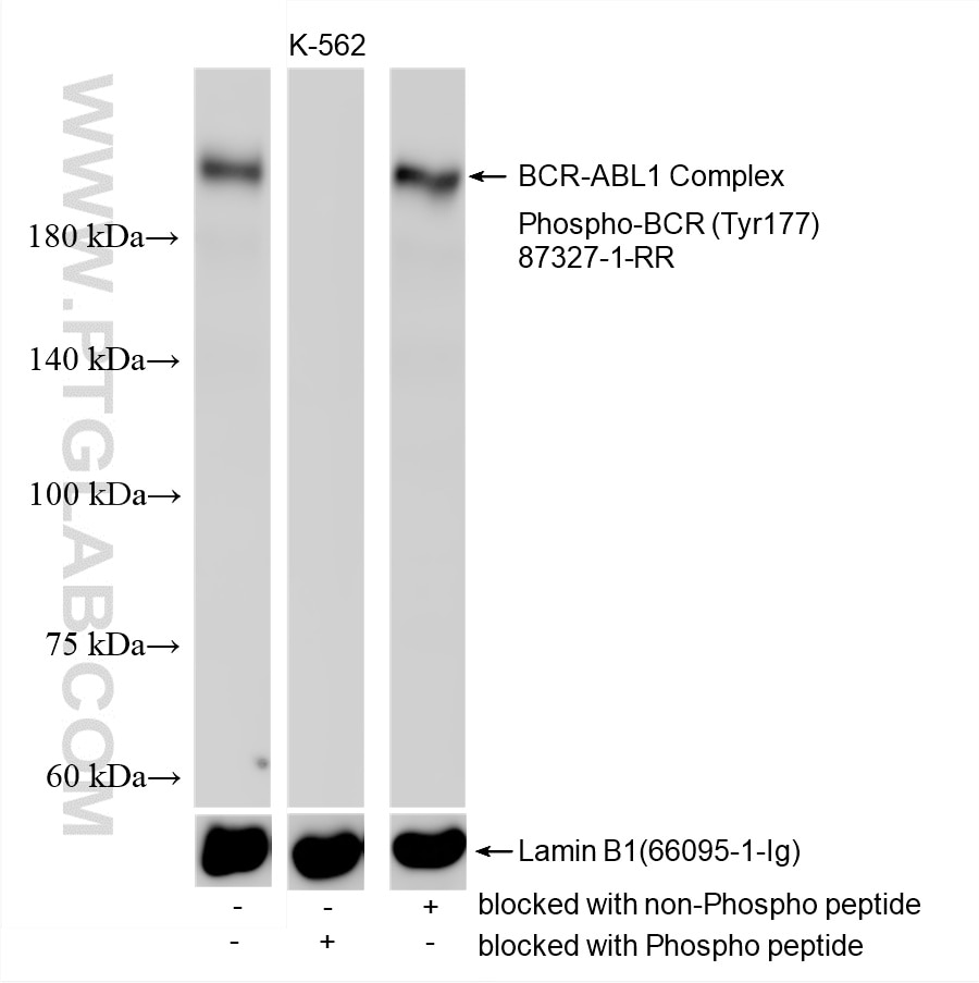 K-562 cell lysates were subjected to SDS PAGE followed by western blot with 87327-1-RR (Phospho-BCR (Tyr177) antibody) blocked with BSA only, Phospho-BCR (Tyr177) peptide or non-Phospho peptide at dilution of 1:5000 incubated at room temperature for 1.5 hours. The membrane was stripped and re-blotted with Lamin B1 (66095-1-Ig) antibody as a loading control. This data was developed using the same antibody clone with 87327-1-PBS in a different storage buffer formulation. Western Blot (WB) analysis of various lysates using Phospho-BCR (Tyr177) Recombinant monoclonal antibo (87327-1-RR)