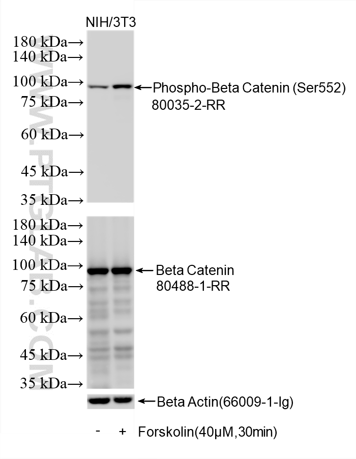 Western Blot (WB) analysis of various lysates using Phospho-Beta Catenin (Ser552) Recombinant monoclon (80035-2-RR)