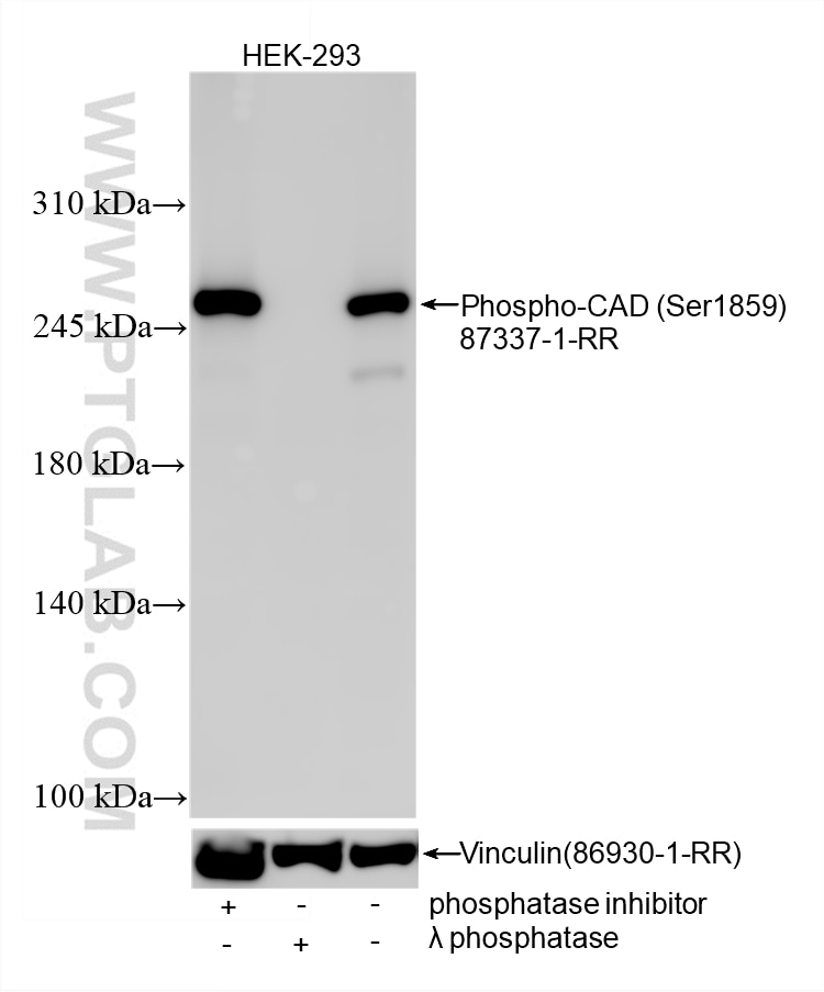 WB analysis using 87337-1-RR (same clone as 87337-1-PBS) Western Blot (WB) analysis of various lysates using Phospho-CAD (Ser1859) Recombinant monoclonal antib (87337-1-RR)