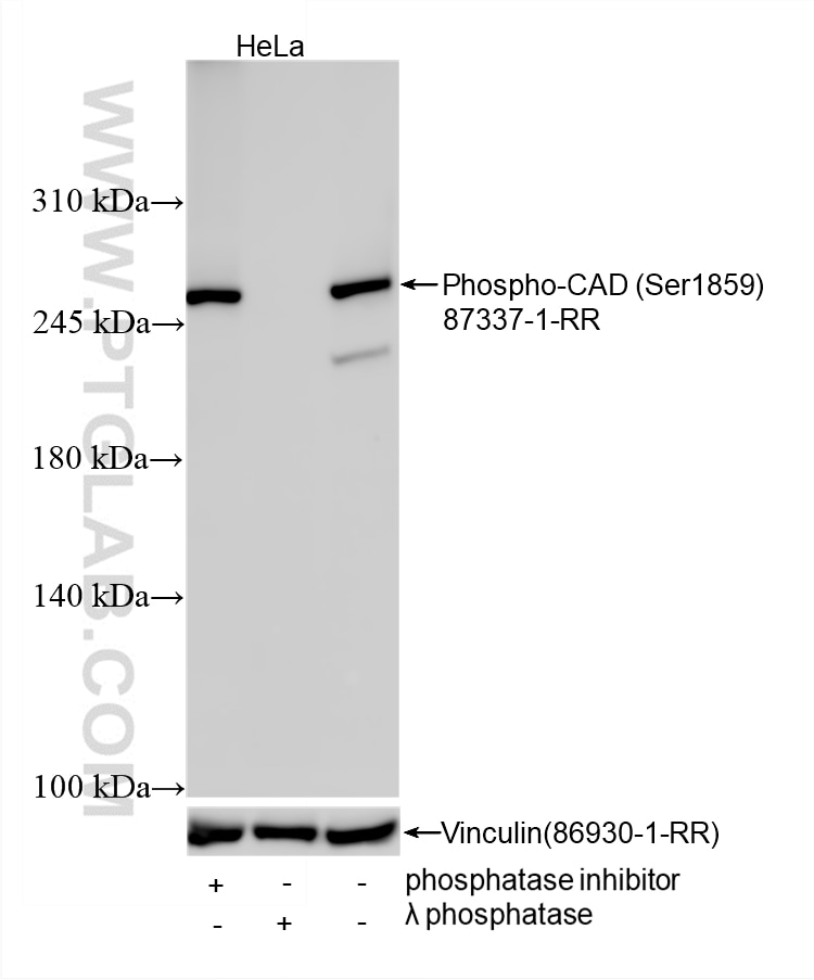 WB analysis using 87337-1-RR (same clone as 87337-1-PBS) Western Blot (WB) analysis of various lysates using Phospho-CAD (Ser1859) Recombinant monoclonal antib (87337-1-RR)