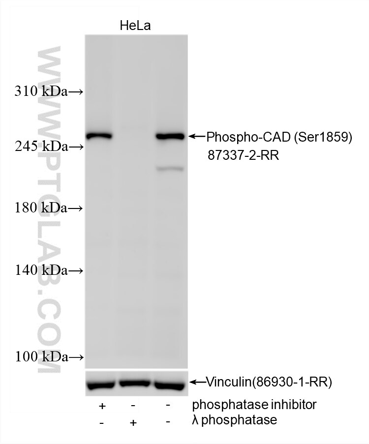 WB analysis using 87337-2-RR (same clone as 87337-2-PBS) Western Blot (WB) analysis of various lysates using Phospho-CAD (Ser1859) Recombinant monoclonal antib (87337-2-RR)