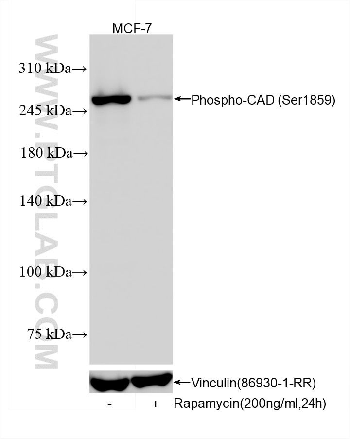 WB analysis using 87337-2-RR (same clone as 87337-2-PBS) Western Blot (WB) analysis of various lysates using Phospho-CAD (Ser1859) Recombinant monoclonal antib (87337-2-RR)