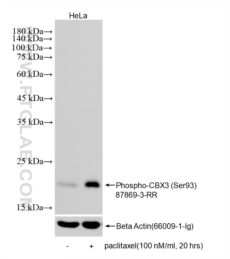 WB analysis using 87869-3-RR (same clone as 87869-3-PBS) Western Blot (WB) analysis of various lysates using Phospho-CBX3 (Ser93) Recombinant monoclonal antibo (87869-3-RR)