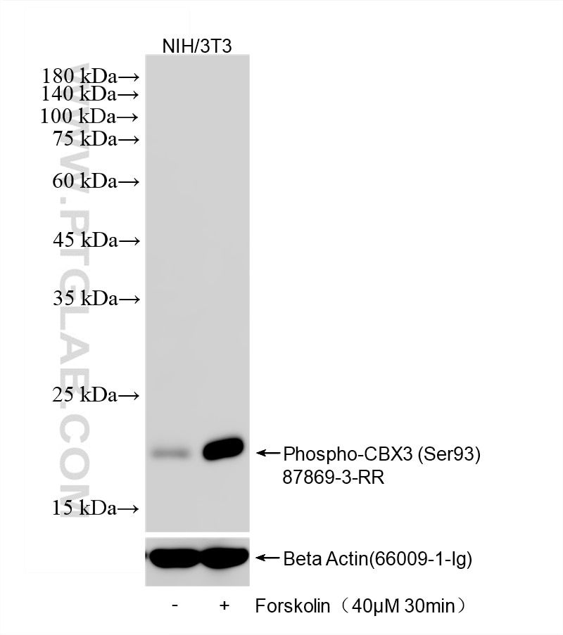 WB analysis using 87869-3-RR (same clone as 87869-3-PBS) Western Blot (WB) analysis of various lysates using Phospho-CBX3 (Ser93) Recombinant monoclonal antibo (87869-3-RR)