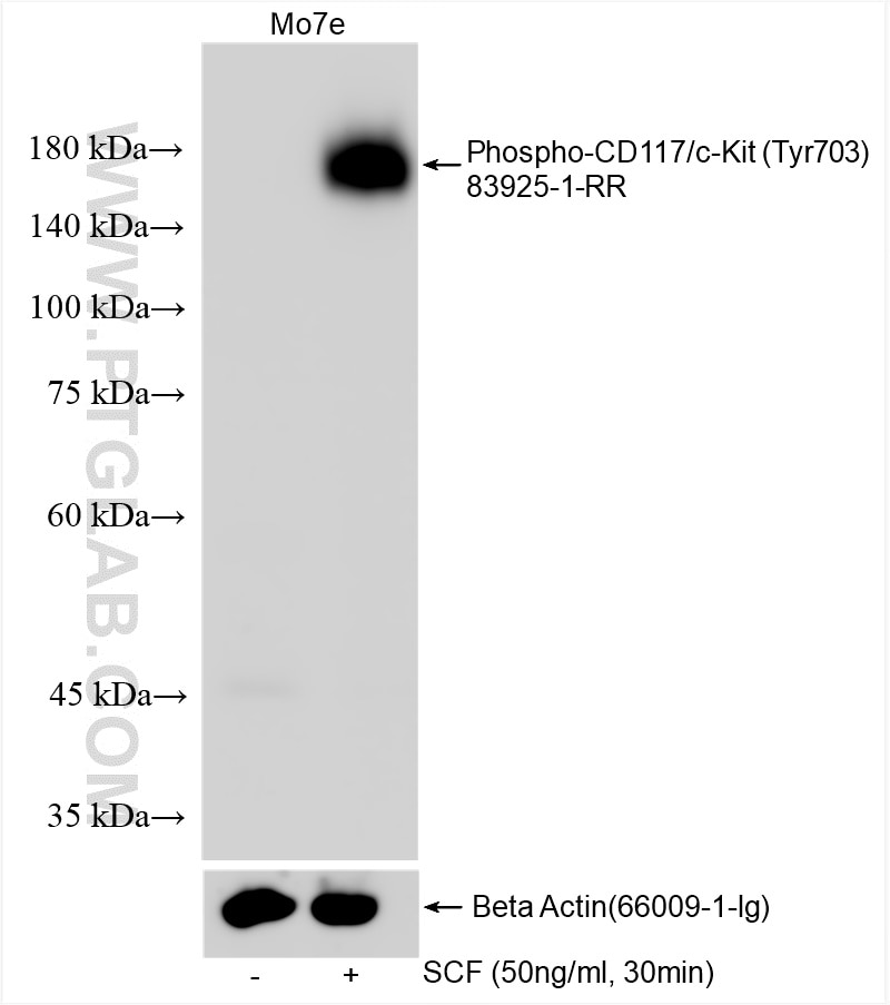 Western Blot (WB) analysis of various lysates using Phospho-CD117/c-Kit (Tyr703) Recombinant antibody (83925-1-RR)