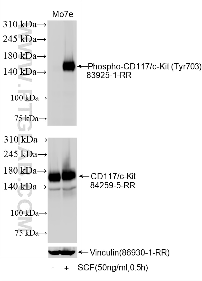 Western Blot (WB) analysis of various lysates using Phospho-CD117/c-Kit (Tyr703) Recombinant monoclona (83925-1-RR)