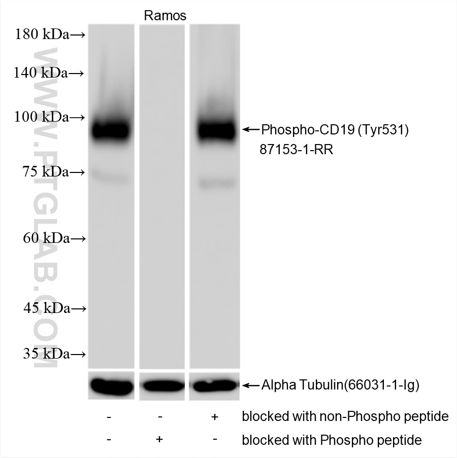 Western Blot (WB) analysis of various lysates using Phospho-CD19 (Tyr531) Recombinant monoclonal antib (87153-1-RR)