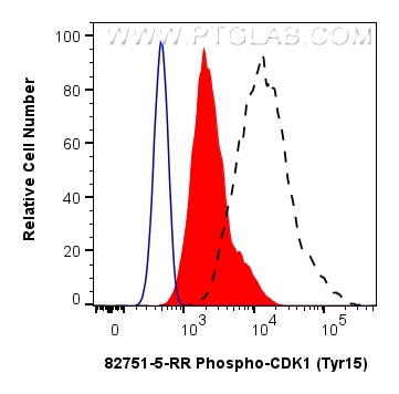 Flow cytometry (FC) experiment of HeLa cells using Phospho-CDK1 (Tyr15) Recombinant monoclonal antibo (82751-5-RR)