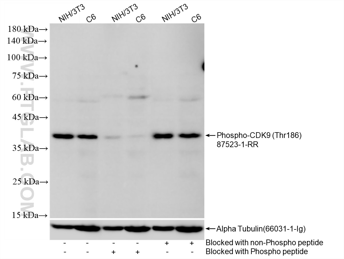 NIH/3T3 cell lysates and C6 cell lysates were subjected to SDS PAGE followed by western blot with 87523-1-RR (Phospho-CDK9 (Thr186) antibody) blocked with BSA only, Phospho-CDK9 (Thr186) peptide or non-Phospho peptide at dilution of 1:1000 incubated at room temperature for 1.5 hours. This data was developed using the same antibody clone with 87523-1-PBS in a different storage buffer formulation. Western Blot (WB) analysis of various lysates using Phospho-CDK9 (Thr186) Recombinant monoclonal antib (87523-1-RR)