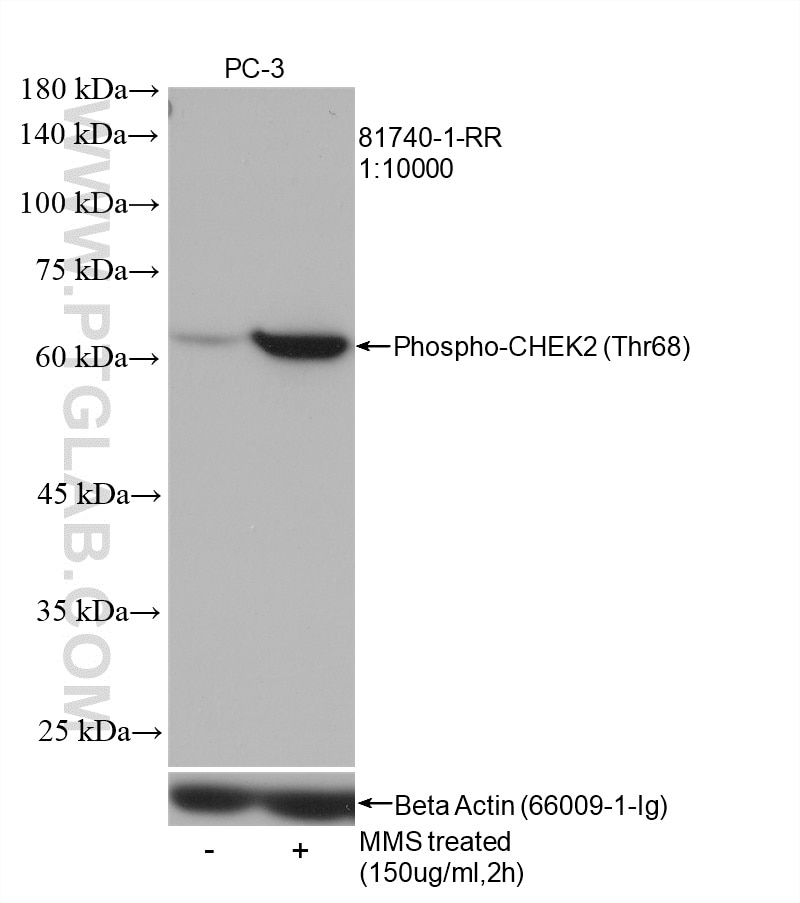 Western Blot (WB) analysis of PC-3 cells using Phospho-CHEK2 (Thr68) Recombinant antibody (81740-1-RR)