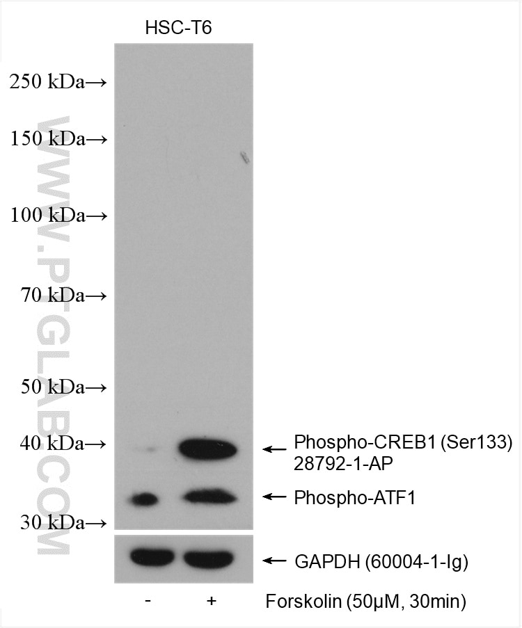 Phospho-CREB1 (Ser133)