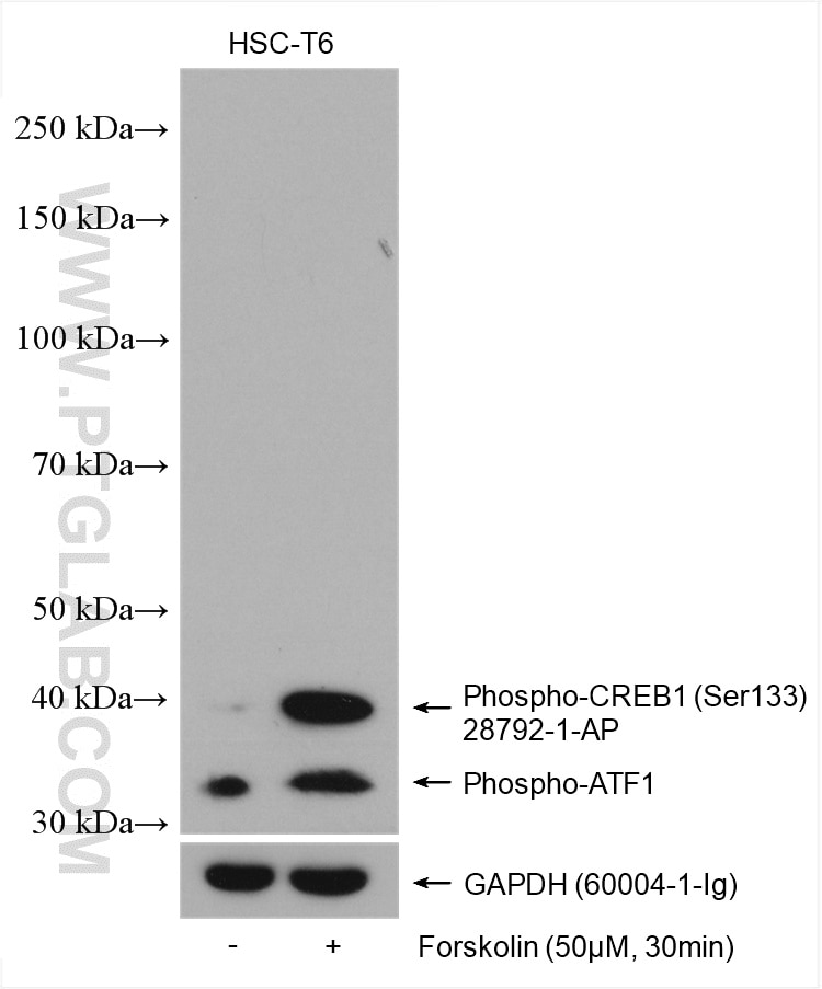 Western Blot (WB) analysis of various lysates using Phospho-CREB1 (Ser133) Polyclonal antibody (28792-1-AP)