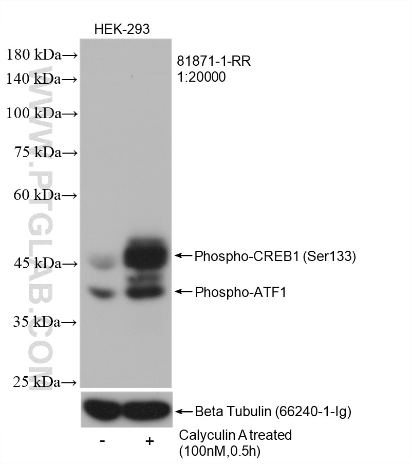 Western Blot (WB) analysis of HEK-293 cells using Phospho-CREB1 (Ser133) Recombinant antibody (81871-1-RR)