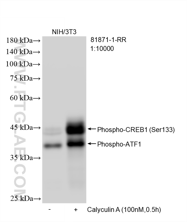 Western Blot (WB) analysis of NIH/3T3 cells using Phospho-CREB1 (Ser133) Recombinant monoclonal anti (81871-1-RR)