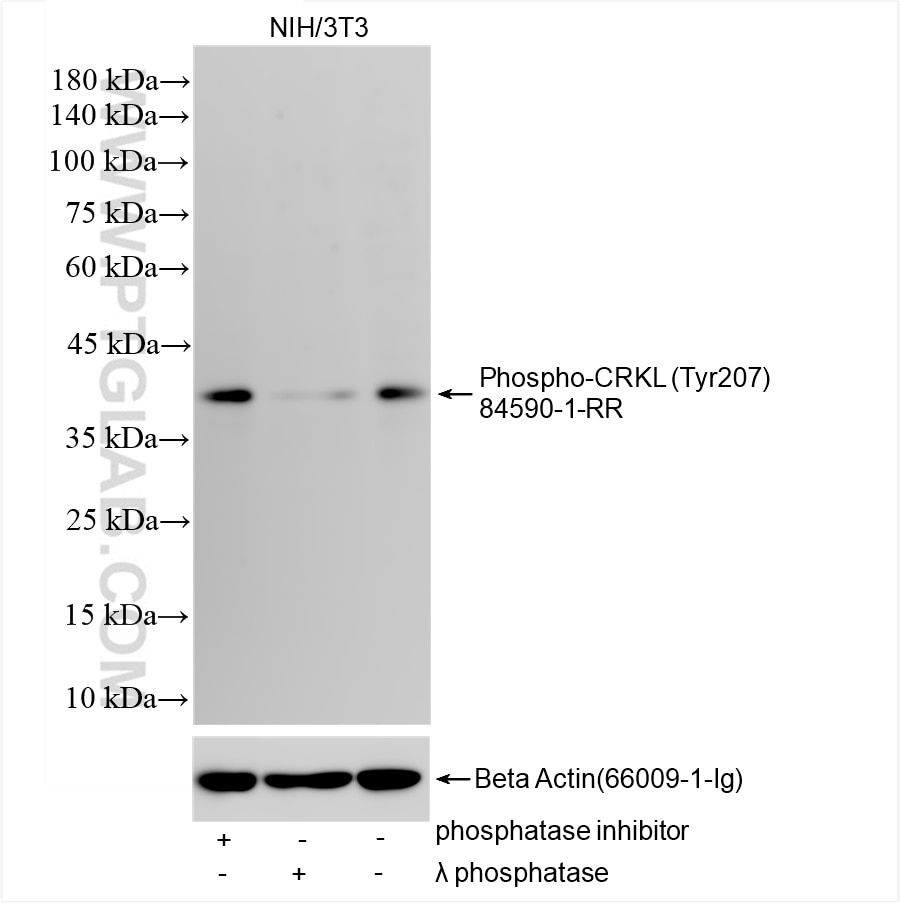 Western Blot (WB) analysis of various lysates using Phospho-CRKL (Tyr207) Recombinant antibody (84590-1-RR)