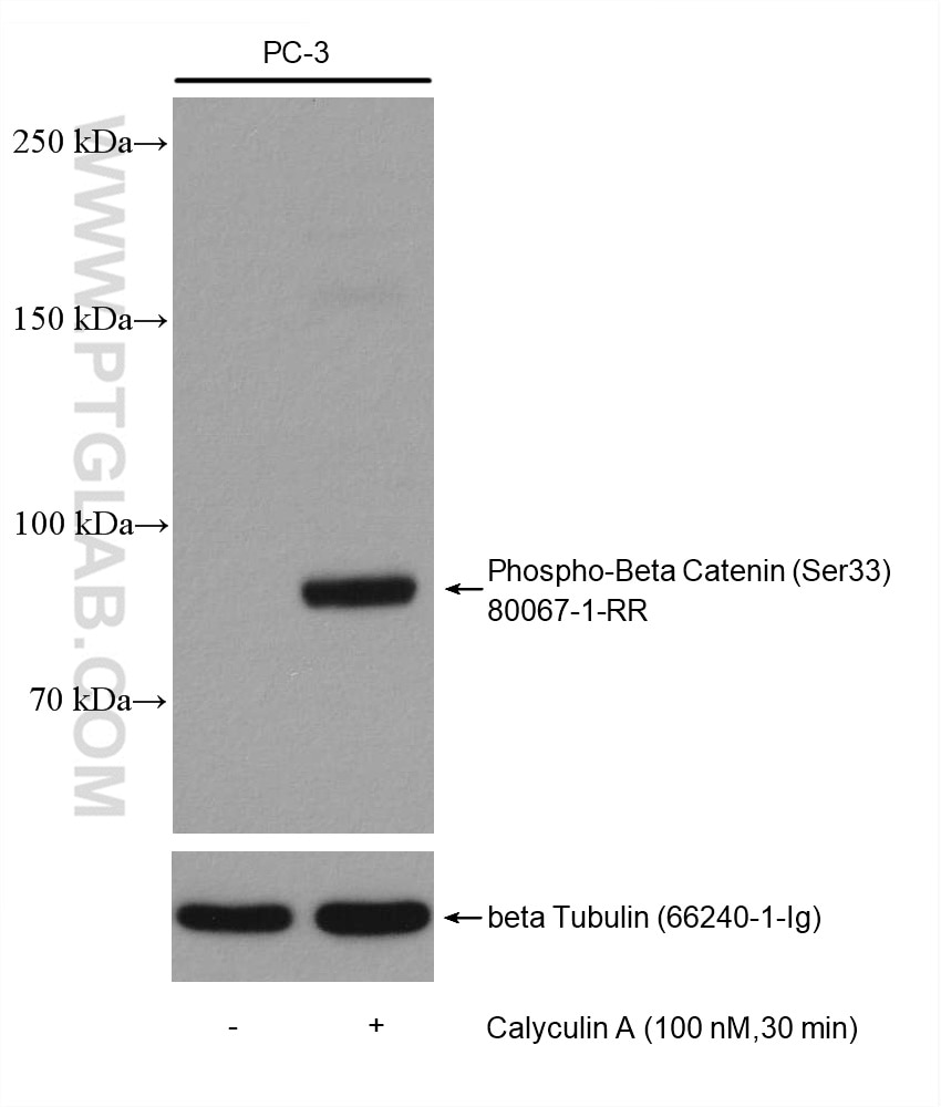 Western Blot (WB) analysis of various lysates using Phospho-Beta Catenin (Ser33) Recombinant antibody (80067-1-RR)