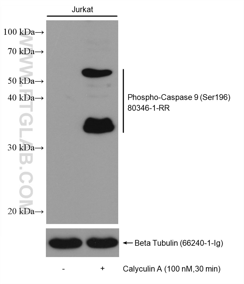 Western Blot (WB) analysis of various lysates using Phospho-Caspase 9 (Ser196) Recombinant antibody (80346-1-RR)