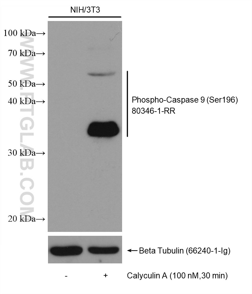 Western Blot (WB) analysis of various lysates using Phospho-Caspase 9 (Ser196) Recombinant antibody (80346-1-RR)