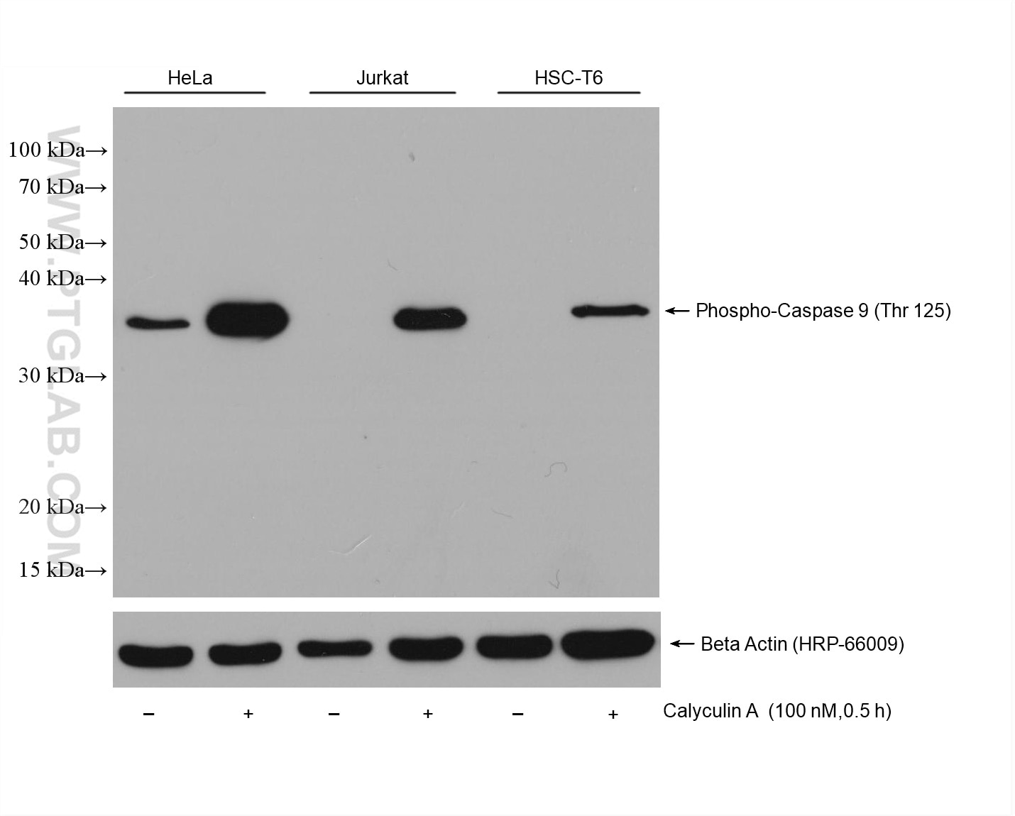 Western Blot (WB) analysis of various lysates using Phospho-Caspase 9 (Thr125) Monoclonal antibody (68136-1-Ig)