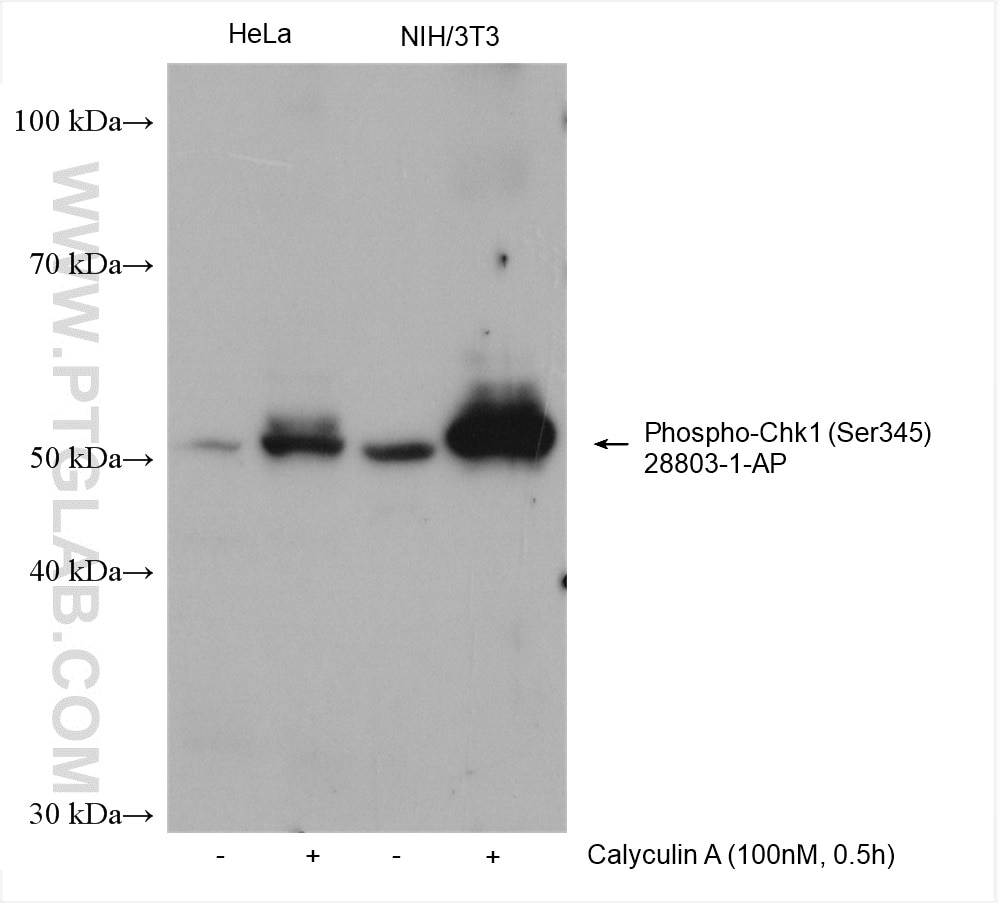 Western Blot (WB) analysis of various lysates using Phospho-Chk1 (Ser345) Polyclonal antibody (28803-1-AP)