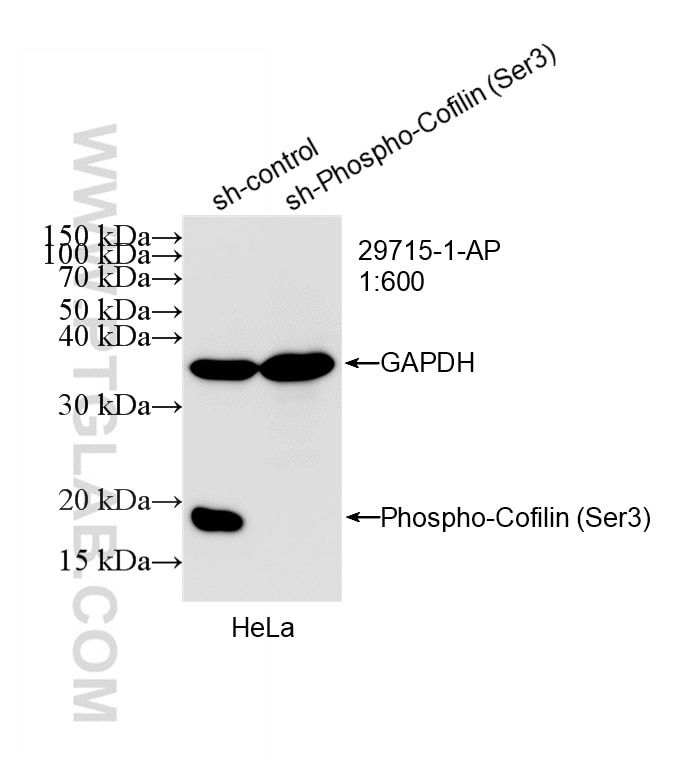 WB analysis of HeLa using 29715-1-AP Western Blot (WB) analysis of HeLa cells using Phospho-Cofilin (Ser3) Polyclonal antibody (29715-1-AP)