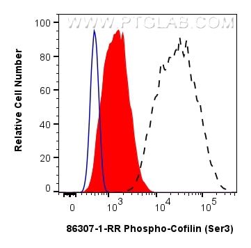 Flow cytometry (FC) experiment of HeLa cells using Phospho-Cofilin (Ser3) Recombinant monoclonal anti (86307-1-RR)
