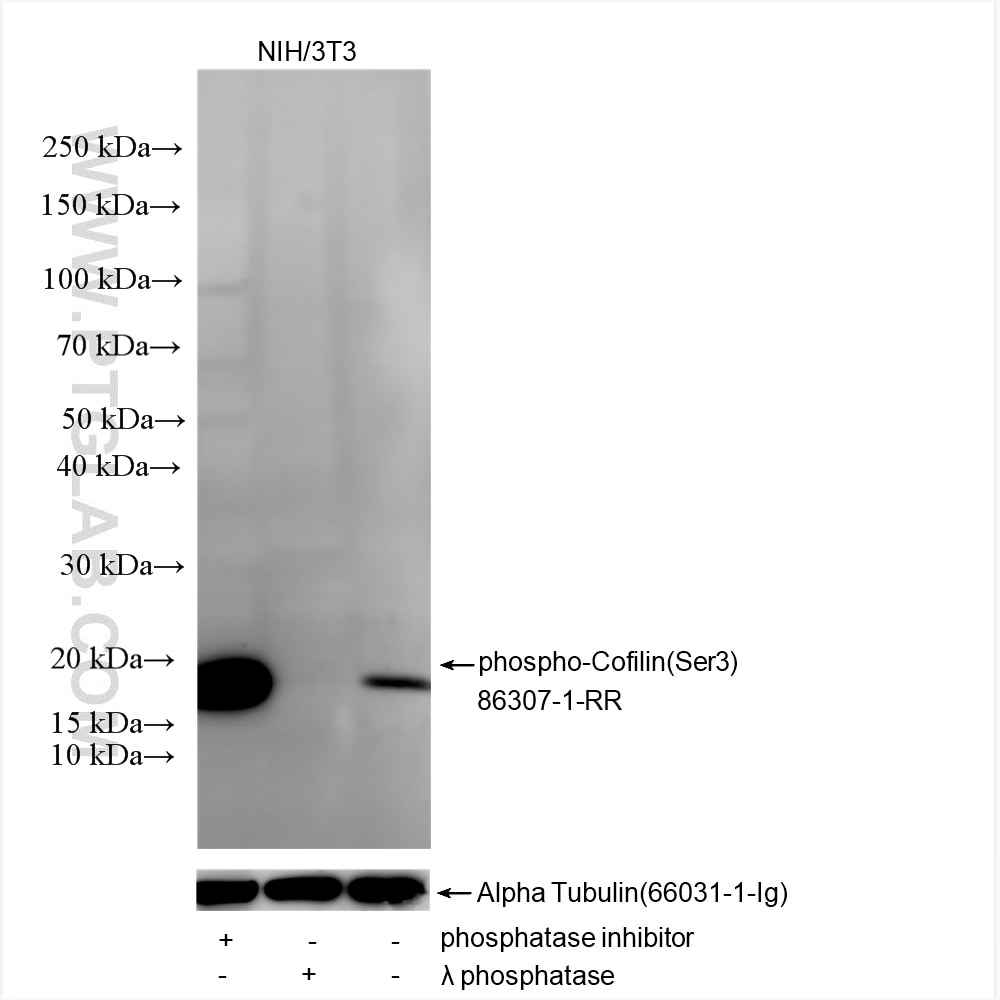 Non-treated NIH/3T3 cells, phosphatase inhibitor treated NIH/3T3 cells and λ phosphatase treated NIH/3T3 cells were subjected to SDS PAGE followed by western blot with 86307-1-RR (Phospho-Cofilin (Ser3) antibody) at dilution of 1:5000 incubated at room temperature for 1.5 hours. The membrane was stripped and re-blotted with Alpha Tubulin (66031-1-Ig) antibody as a loading control. Western Blot (WB) analysis of various lysates using Phospho-Cofilin (Ser3) Recombinant antibody (86307-1-RR)