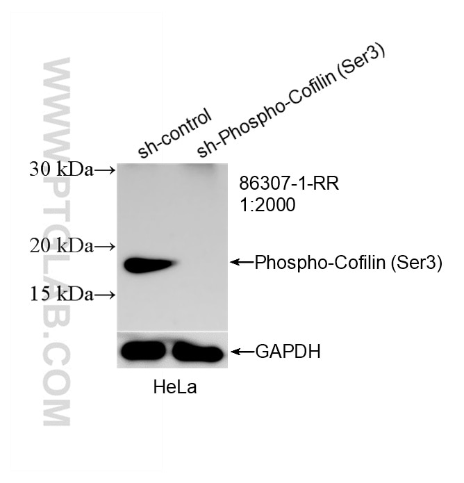 WB analysis of HeLa using 86307-1-RR Western Blot (WB) analysis of HeLa cells using Phospho-Cofilin (Ser3) Recombinant monoclonal anti (86307-1-RR)