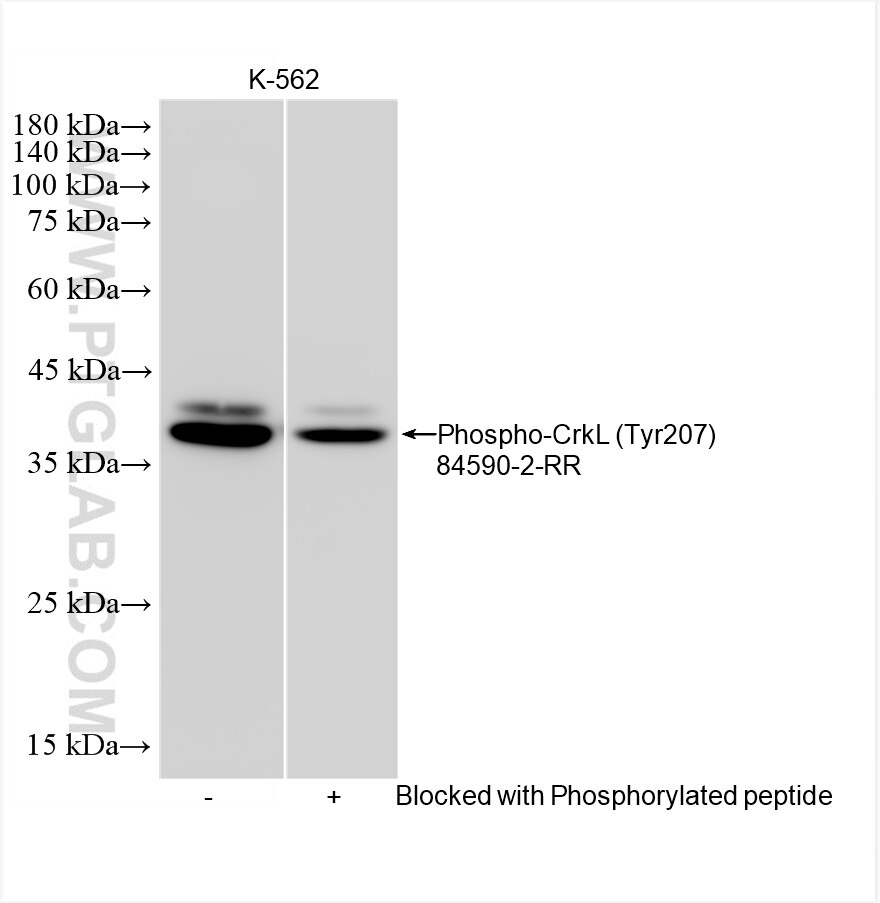 Phospho-CrkL (Tyr207)