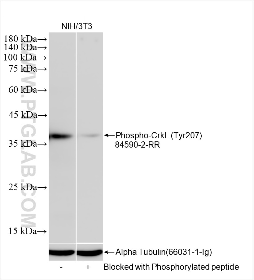 Western Blot (WB) analysis of NIH/3T3 cells using Phospho-CrkL (Tyr207) Recombinant antibody (84590-2-RR)