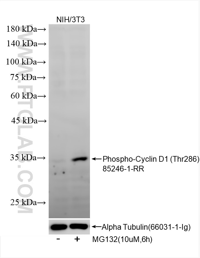 Western Blot (WB) analysis of various lysates using Phospho-Cyclin D1 (Thr286) Recombinant monoclonal  (85246-1-RR)