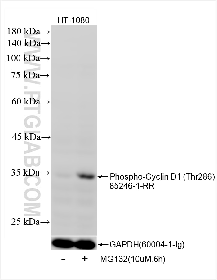 Western Blot (WB) analysis of HT-1080 cells using Phospho-Cyclin D1 (Thr286) Recombinant monoclonal  (85246-1-RR)