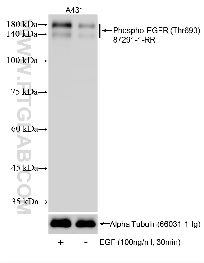 Non-treated A431 cells and EGF (HZ-1326) treated A431 cells were subjected to SDS PAGE followed by western blot with 87291-1-RR (Phospho-EGFR (Thr693) antibody) at dilution of 1:20000 incubated at room temperature for 1.5 hours. The membrane was stripped and re-blotted with Alpha Tubulin (66031-1-Ig) antibody as a loading control. This data was developed using the same antibody clone with 87291-1-PBS in a different storage buffer formulation. Western Blot (WB) analysis of various lysates using Phospho-EGFR (Thr693) Recombinant monoclonal antib (87291-1-RR)