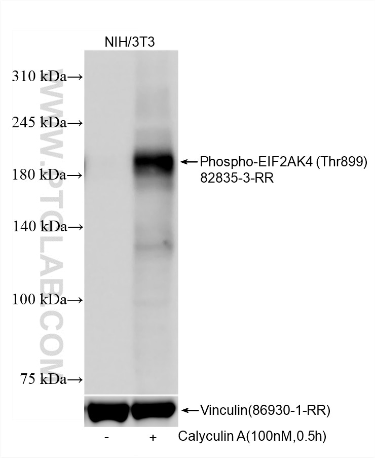 Western Blot (WB) analysis of various lysates using Phospho-EIF2AK4 (Thr899) Recombinant monoclonal an (82835-3-RR)