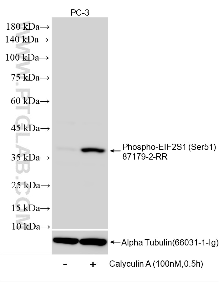 WB analysis of PC-3 using 87179-2-RR (same clone as 87179-2-PBS) Western Blot (WB) analysis of PC-3 cells using Phospho-EIF2S1 (Ser51) Recombinant monoclonal anti (87179-2-RR)