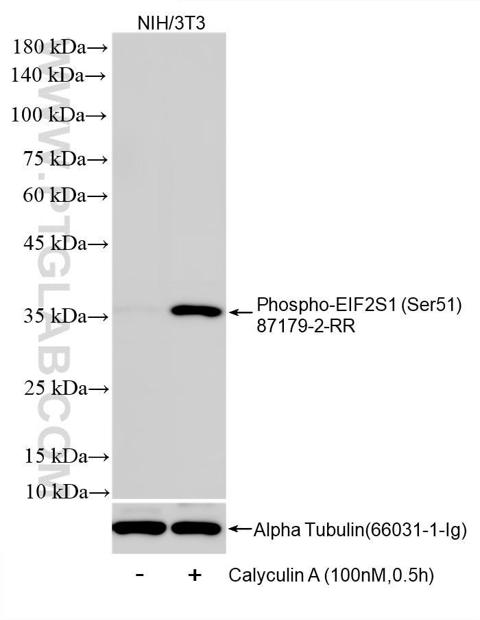 WB analysis of NIH/3T3 using 87179-2-RR (same clone as 87179-2-PBS) Western Blot (WB) analysis of NIH/3T3 cells using Phospho-EIF2S1 (Ser51) Recombinant monoclonal anti (87179-2-RR)