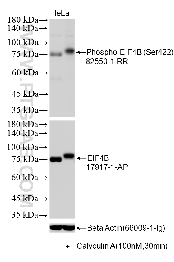 Western Blot (WB) analysis of various lysates using Phospho-EIF4B (Ser422) Recombinant monoclonal anti (82550-1-RR)