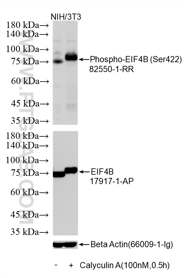 Western Blot (WB) analysis of NIH/3T3 cells using Phospho-EIF4B (Ser422) Recombinant monoclonal anti (82550-1-RR)