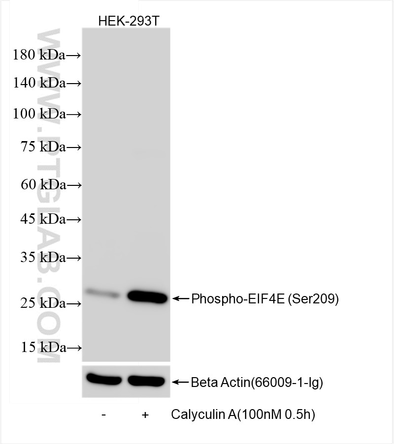 Western Blot (WB) analysis of HEK-293T cells using Phospho-EIF4E (Ser209) Recombinant antibody (84981-1-RR)