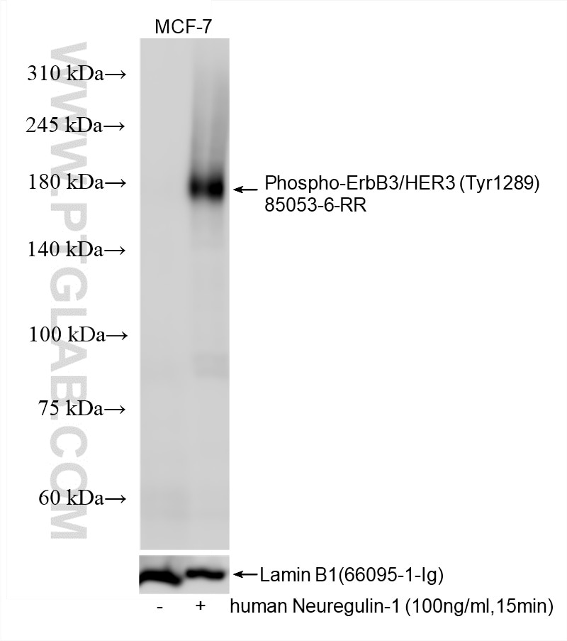 Phospho-ErbB3/HER3 (Tyr1289)