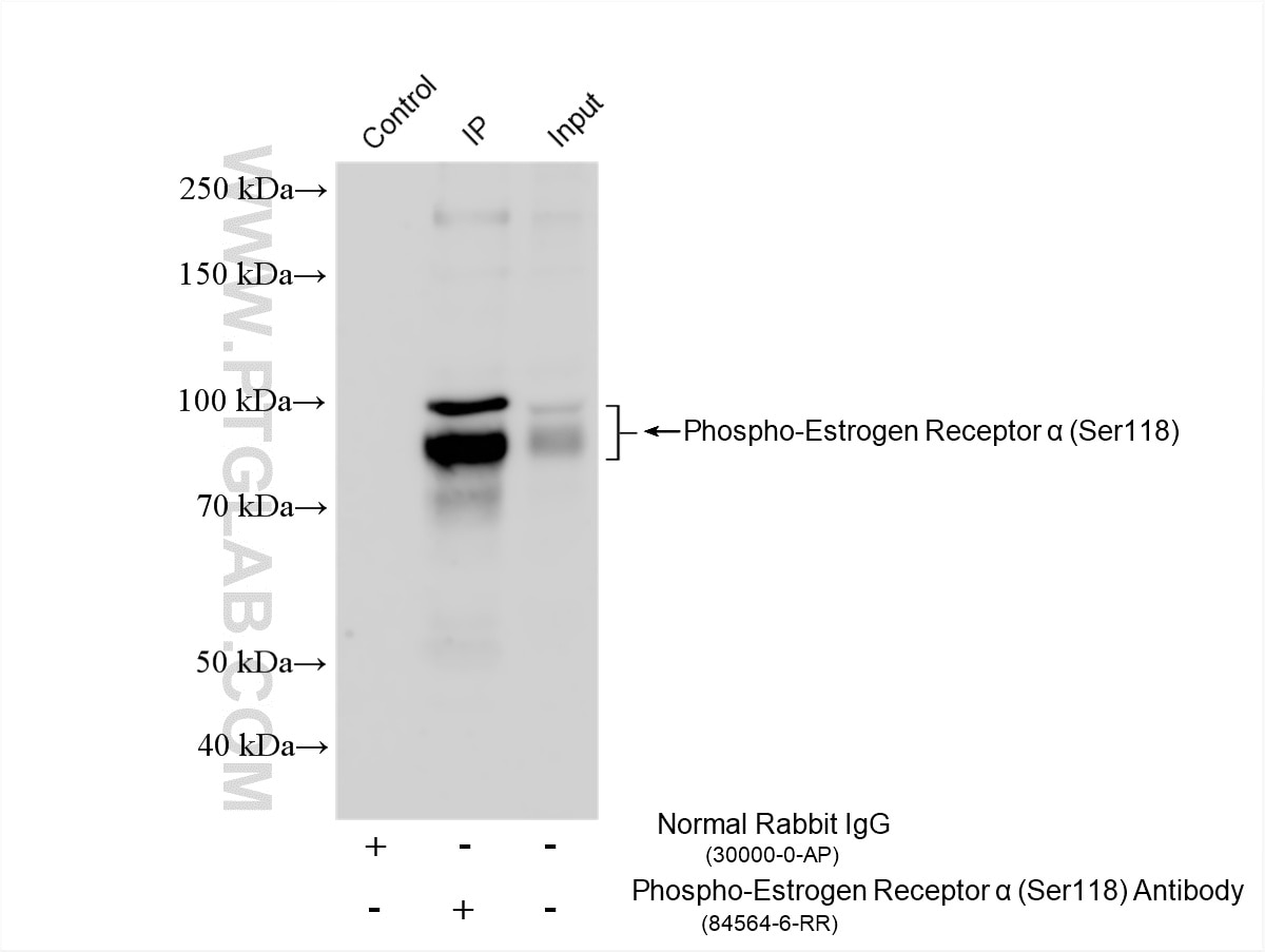 Immunoprecipitation (IP) experiment of HeLa cells using Phospho-Estrogen Receptor α (Ser118) Recombinant m (84564-6-RR)
