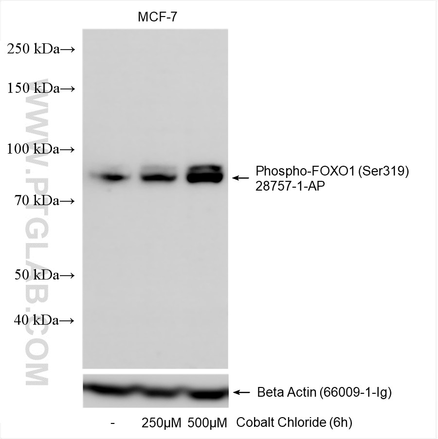 WB analysis using 28757-1-AP