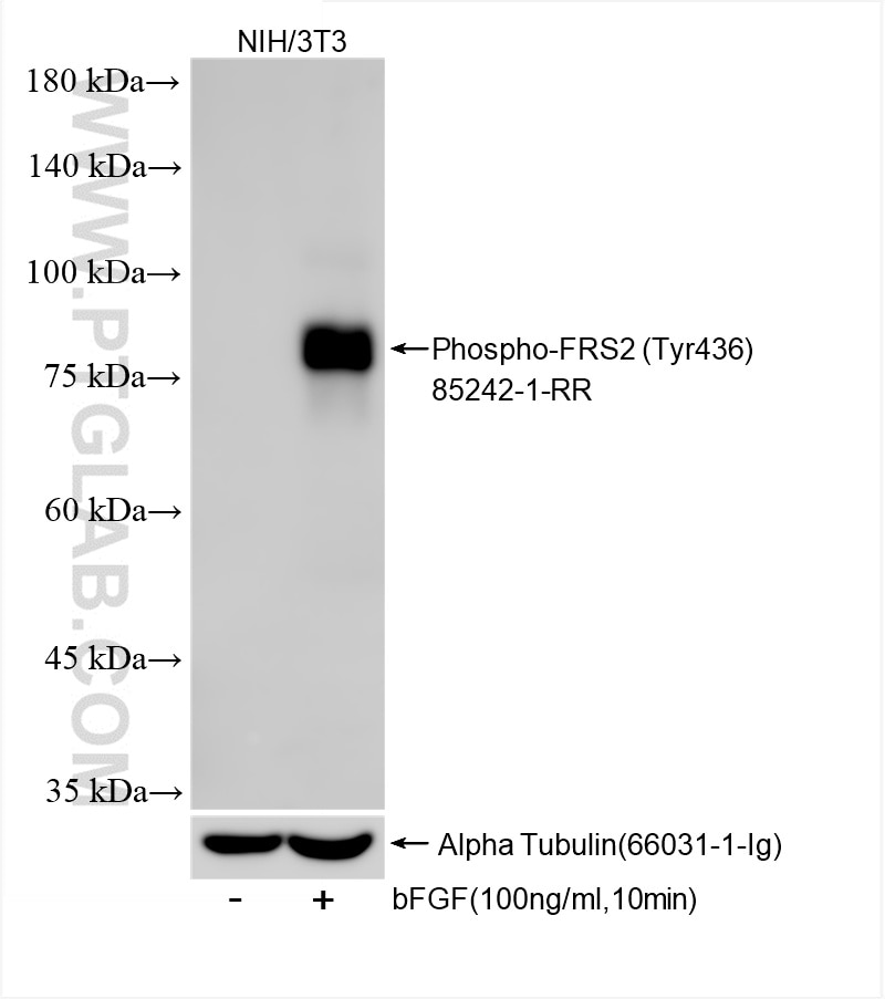 Western Blot (WB) analysis of NIH/3T3 cells using Phospho-FRS2 (Tyr436) Recombinant antibody (85242-1-RR)