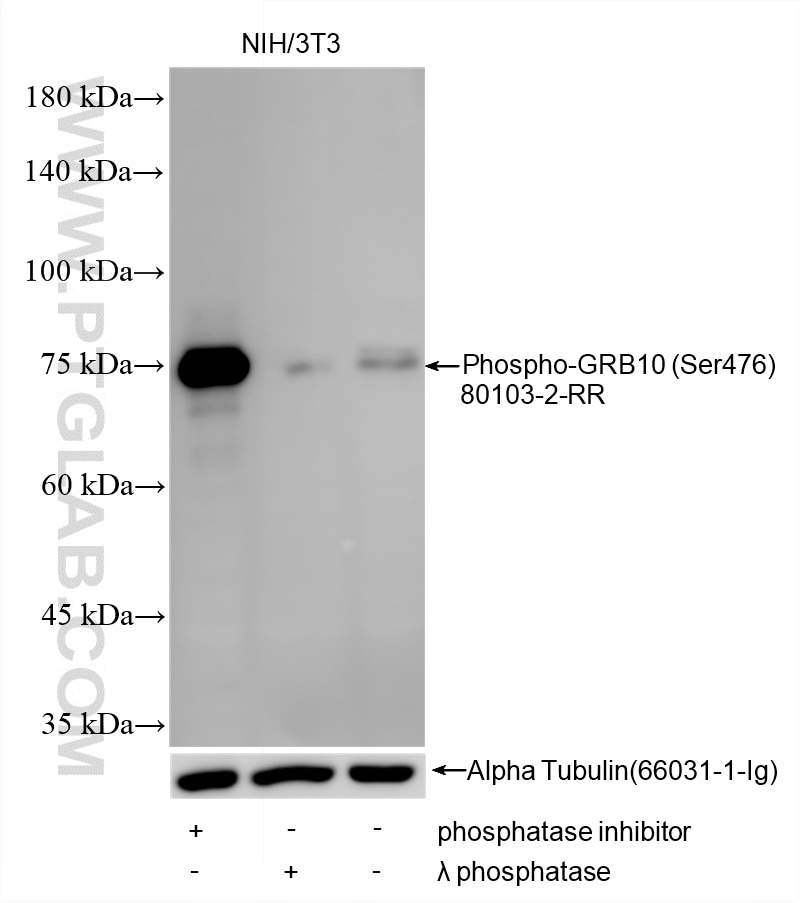 Western Blot (WB) analysis of various lysates using Phospho-GRB10 (Ser476) Recombinant antibody (80103-2-RR)