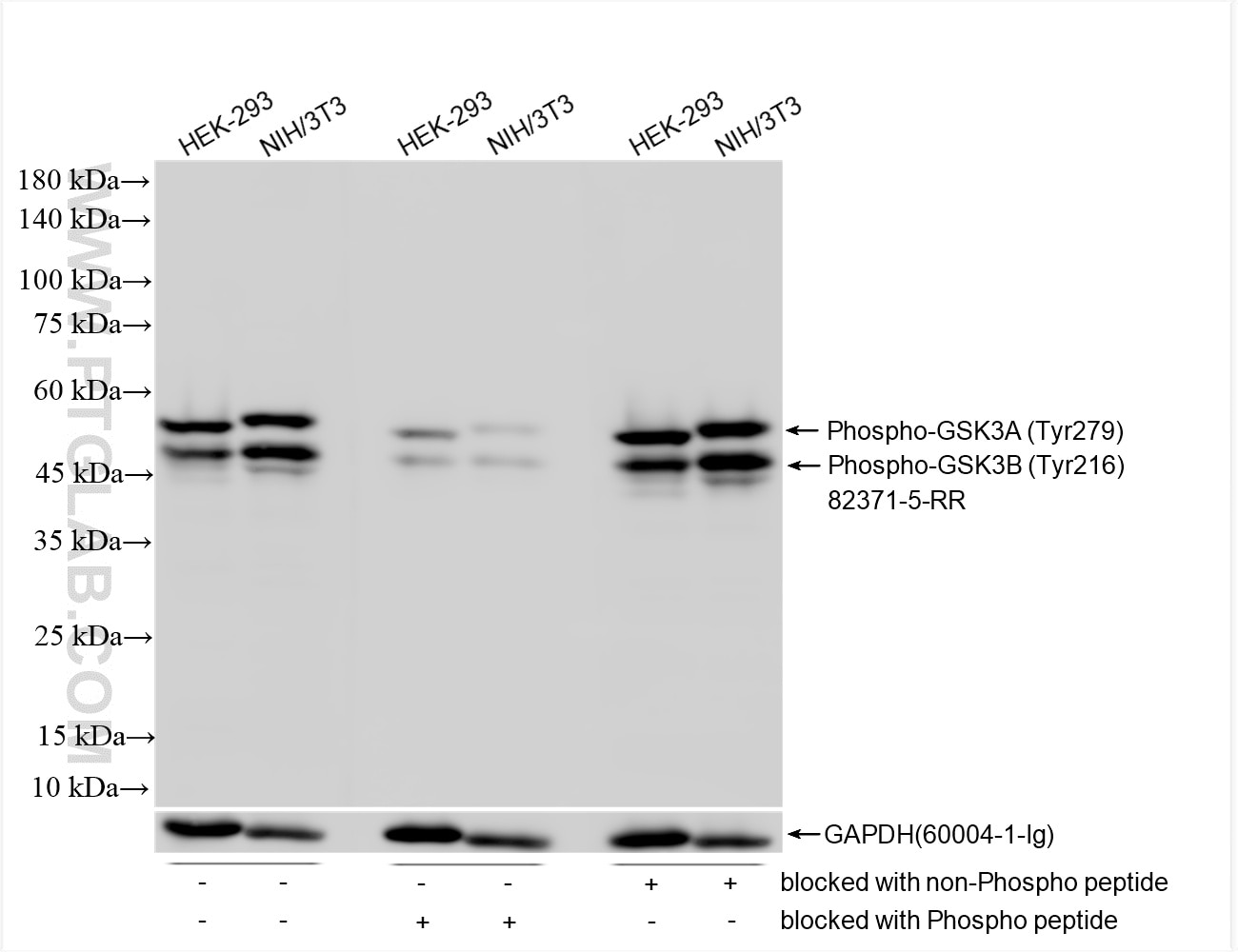Western Blot (WB) analysis of various lysates using Phospho-GSK3A (Tyr279)/GSK3B (Tyr216) Recombinant  (82371-5-RR)